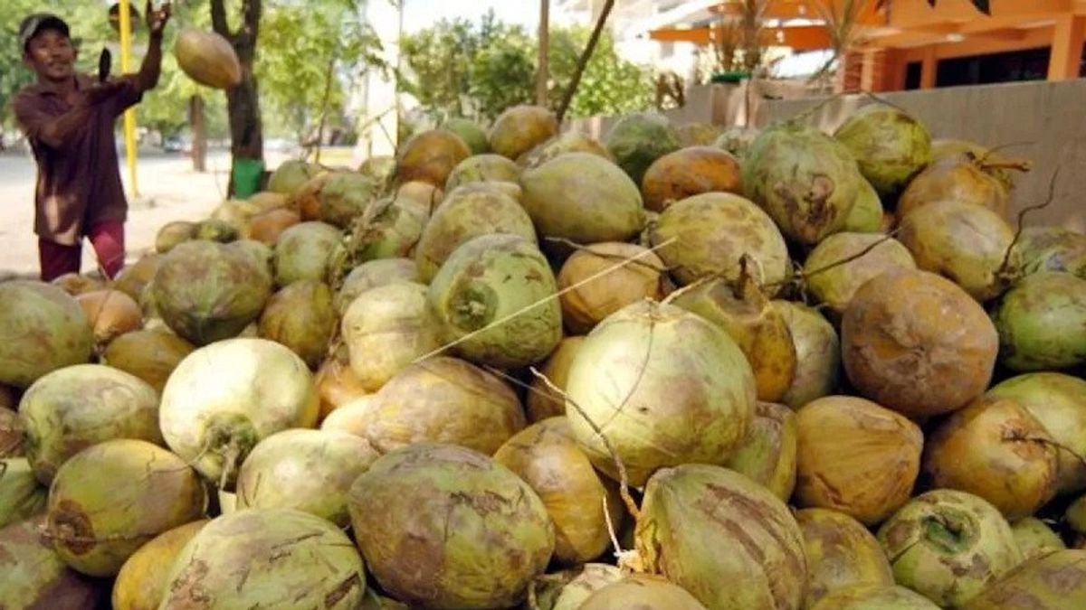Danantara Turun Tangan, Hilirisasi Kelapa Indonesia Masuk Babak Baru