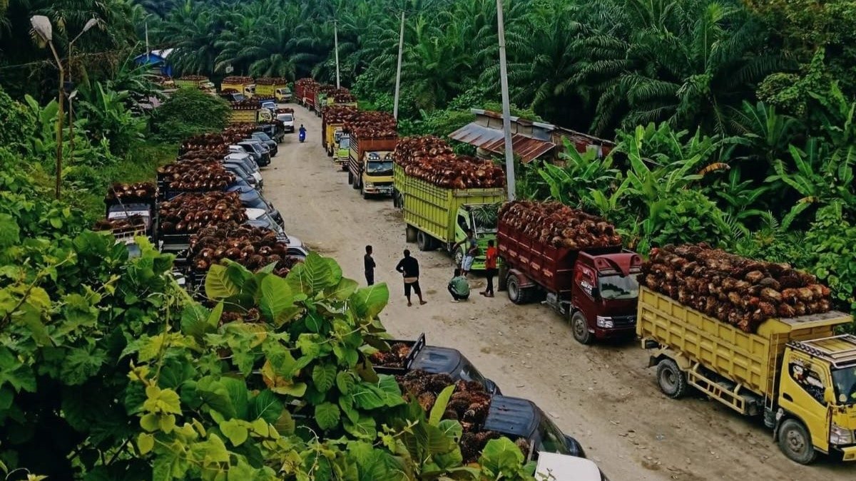 Harga TBS Sawit Jambi Pekan Ini Turun, Cek Daftar Lengkapnya di Sini